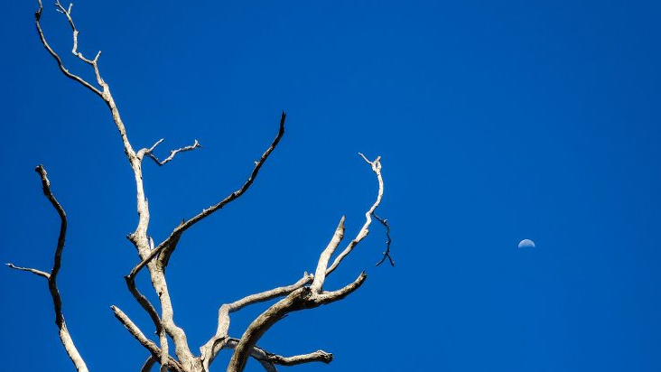 tree with moon in daytime
